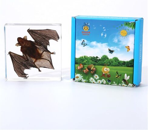 Bat Specimen Resin Biological Anatomy Animal pre Skeletal Experimental Education Toy Gift (Bat Wings Spread Out Specimen) in Saudi Arabia