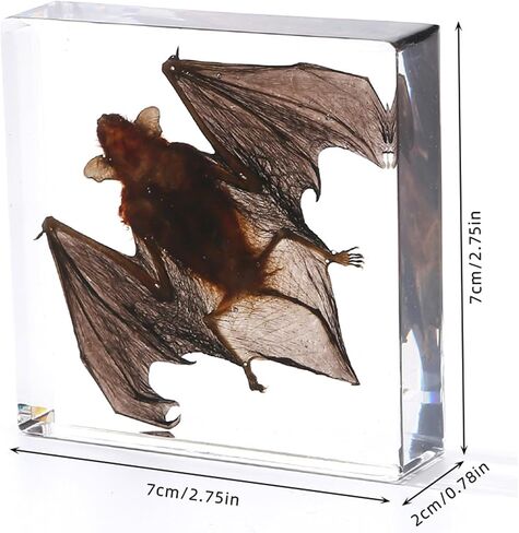 Bat Specimen Resin Biological Anatomy Animal pre Skeletal Experimental Education Toy Gift (Bat Wings Spread Out Specimen) in Saudi Arabia
