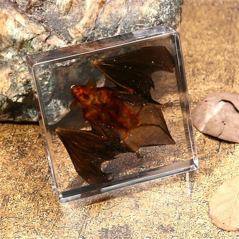 Bat Specimen Resin Biological Anatomy Animal pre Skeletal Experimental Education Toy Gift (Bat Wings Spread Out Specimen) in Saudi Arabia