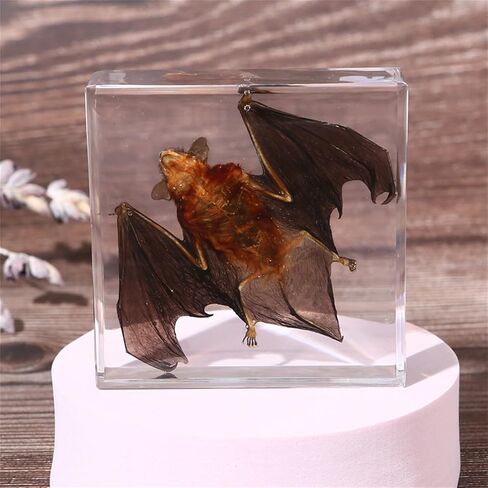 Bat Specimen Resin Biological Anatomy Animal pre Skeletal Experimental Education Toy Gift (Bat Wings Spread Out Specimen) in Saudi Arabia