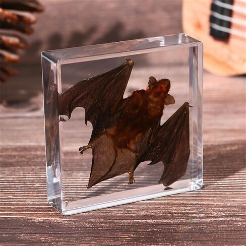 Bat Specimen Resin Biological Anatomy Animal pre Skeletal Experimental Education Toy Gift (Bat Wings Spread Out Specimen) in Saudi Arabia