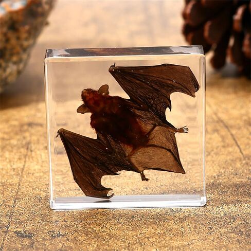 Bat Specimen Resin Biological Anatomy Animal pre Skeletal Experimental Education Toy Gift (Bat Wings Spread Out Specimen) in Saudi Arabia