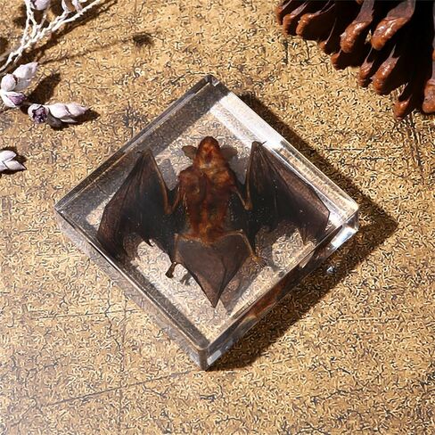 Bat Specimen Resin Biological Anatomy Animal pre Skeletal Experimental Education Toy Gift (Bat Wings Spread Out Specimen) in Saudi Arabia