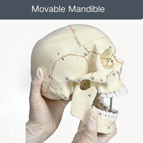 تم التحقق من الطبيب 55 نموذج جمجمة الإنسان المسمى مع دليل PDF قابل للتنزيل ، 1: 1 حجم الحياة الجمجمة الجمجمة الجمجمة واقعية ، تشريحية لطلاب علم التشريح الطبي والعلوم in Saudi Arabia