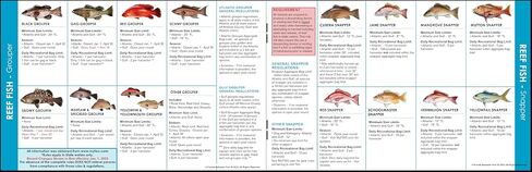 Florida Saltwater Fishing Guide. 100% Waterproof Fish Identification Book with 12 Pages, FWC Rules, Limits, and Seasonal Regulations, 70+ Fish and Shark Photos, Angler and Fisherman Chart in Saudi Arabia