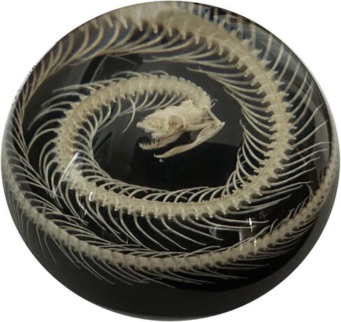 Snake Skeleton in Resin Dome - Authentic Preserved Snake Skeleton - Oddities Decor - Coiled Snake in Saudi Arabia