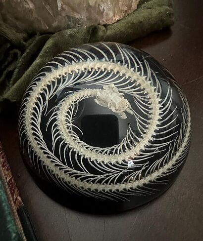 Snake Skeleton in Resin Dome - Authentic Preserved Snake Skeleton - Oddities Decor - Coiled Snake in Saudi Arabia