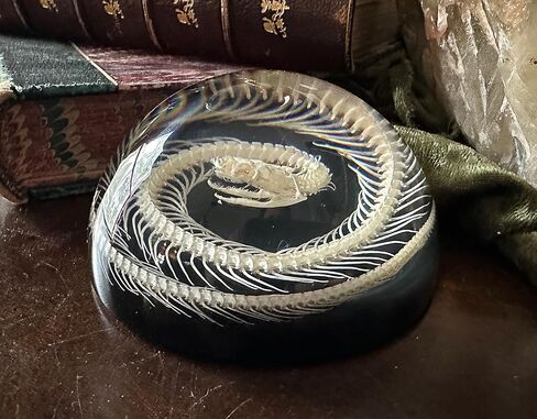 Snake Skeleton in Resin Dome - Authentic Preserved Snake Skeleton - Oddities Decor - Coiled Snake in Saudi Arabia