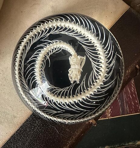 Snake Skeleton in Resin Dome - Authentic Preserved Snake Skeleton - Oddities Decor - Coiled Snake in Saudi Arabia