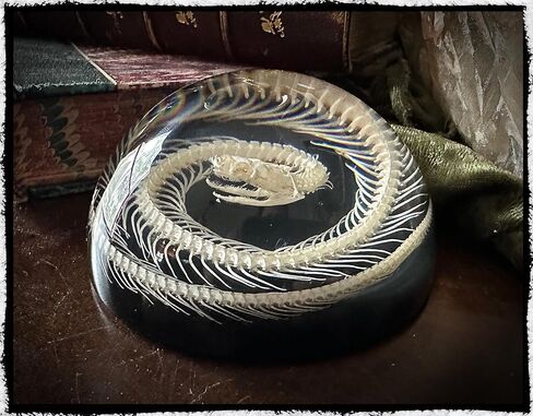 Snake Skeleton in Resin Dome - Authentic Preserved Snake Skeleton - Oddities Decor - Coiled Snake in Saudi Arabia