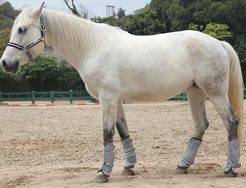LEAFOREST Horse Fly Boots Set of 4 Non Slip Breathable Mesh Leg Protection in Kuwait