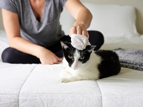 Pet Parents® Pet WiPees™ Gland, Dog Wipes for Paws & Butt, Cat & Dog Butt Wipes, Dog & Cat Gland Cleaning Wipes in Kuwait