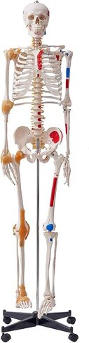 VEVOR Human Skeleton Model for Anatomy, 71.65" Life Size, Accurate PVC Anatomy Skeleton Model with Ligaments, Movable Arms, Legs & Jaw, with Muscle Origin & Insertion Points, for Professional Teaching in Saudi Arabia