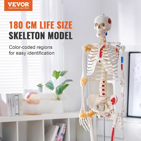 VEVOR Human Skeleton Model for Anatomy, 71.65" Life Size, Accurate PVC Anatomy Skeleton Model with Ligaments, Movable Arms, Legs & Jaw, with Muscle Origin & Insertion Points, for Professional Teaching in Saudi Arabia
