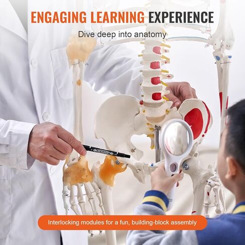 VEVOR Human Skeleton Model for Anatomy, 71.65" Life Size, Accurate PVC Anatomy Skeleton Model with Ligaments, Movable Arms, Legs & Jaw, with Muscle Origin & Insertion Points, for Professional Teaching in Saudi Arabia