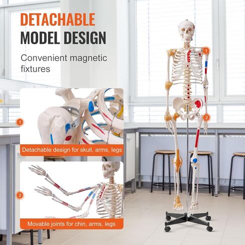VEVOR Human Skeleton Model for Anatomy, 71.65" Life Size, Accurate PVC Anatomy Skeleton Model with Ligaments, Movable Arms, Legs & Jaw, with Muscle Origin & Insertion Points, for Professional Teaching in Saudi Arabia