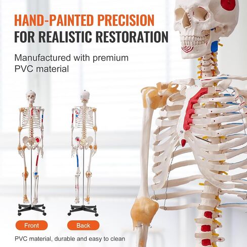 VEVOR Human Skeleton Model for Anatomy, 71.65" Life Size, Accurate PVC Anatomy Skeleton Model with Ligaments, Movable Arms, Legs & Jaw, with Muscle Origin & Insertion Points, for Professional Teaching in Saudi Arabia