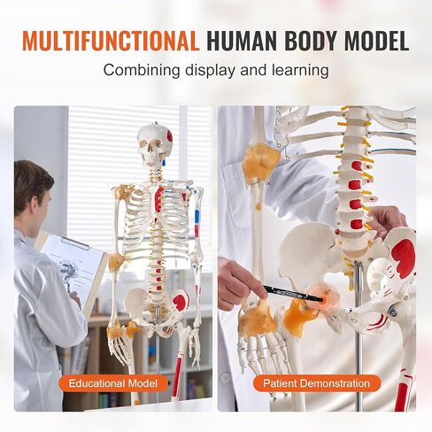 VEVOR Human Skeleton Model for Anatomy, 71.65" Life Size, Accurate PVC Anatomy Skeleton Model with Ligaments, Movable Arms, Legs & Jaw, with Muscle Origin & Insertion Points, for Professional Teaching in Saudi Arabia