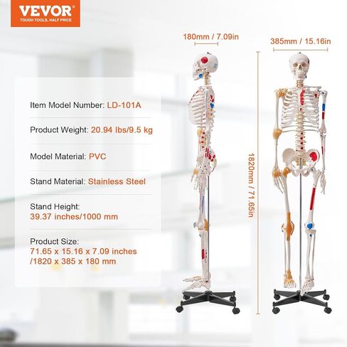VEVOR Human Skeleton Model for Anatomy, 71.65" Life Size, Accurate PVC Anatomy Skeleton Model with Ligaments, Movable Arms, Legs & Jaw, with Muscle Origin & Insertion Points, for Professional Teaching in Saudi Arabia