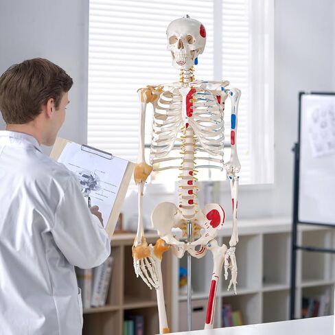 VEVOR Human Skeleton Model for Anatomy, 71.65" Life Size, Accurate PVC Anatomy Skeleton Model with Ligaments, Movable Arms, Legs & Jaw, with Muscle Origin & Insertion Points, for Professional Teaching in Saudi Arabia