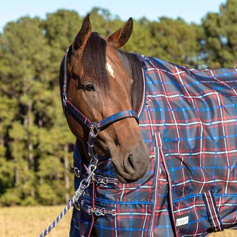Jeffers Poplar Head Horse Halter and Lead Rope Set, Full Size – Fleece Lined Padded Nylon Adjustable Halter for Horses – Equestrian Training Tack Gear for Riding, Trail, Ranch, or Stable Use in Kuwait