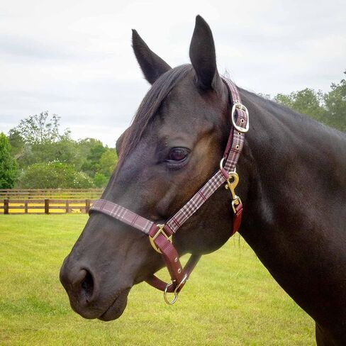 Jeffers Poplar Head Horse Halter and Lead Rope Set, Full Size – Fleece Lined Padded Nylon Adjustable Halter for Horses – Equestrian Training Tack Gear for Riding, Trail, Ranch, or Stable Use in Kuwait
