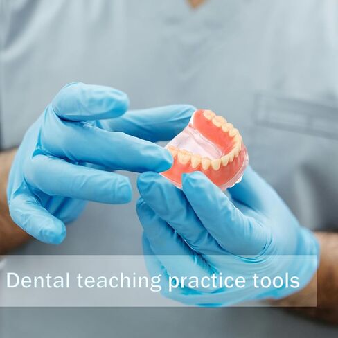Dental Model Overdenture Transparent Dental Implants Model Detachable Model Lower Jaw Dental Teaching Model Suitable for Education and Study Silver in Saudi Arabia