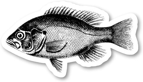 Fish Bass Sticker Laptop Stickers Phone Stickers Stickers - Laptop Stickers - Vinyl Decal - Laptop, Phone, Tablet Vinyl Decal Sticker S215120 (4 Inches) in Saudi Arabia