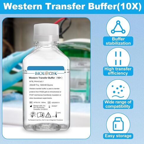 Western Blot Transfer Buffer (10×), WTB for Western Blot Analysis, 500mL, Single Bottle in Saudi Arabia