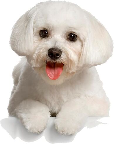 CafePress Bichon Frise Mug 11 oz (325 ml) Ceramic Coffee Mug in Saudi Arabia