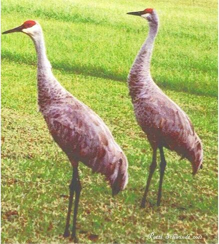 CafePress Sandhill Cranes Mug 11 oz (325 ml) Ceramic Coffee Mug in Saudi Arabia