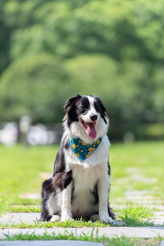 عصابات رأس للكلاب مكونة من قطعتين، شكل صديق للحيوانات الأليفة، مقاومة للماء والتجاعيد، مجموعة من الزهور الجليدية والثلج، أوشحة للكلاب قابلة للتعديل للكلاب المتوسطة والبنات in Kuwait