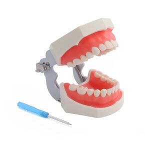 Dental Typodont Teeth Model,Completely Detachable Teeth Model Suitable for Teaching,Practice and Study,Come with a Small Screwdriver