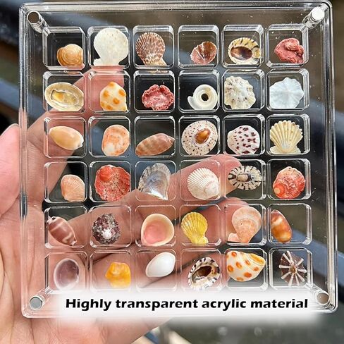 Acrylic Magnetic Seashell Display Box, Seashell Storage Box Display Case Decorative Seashell Starfish Trinket, Seashell Storage Box(36 Grids) in Kuwait