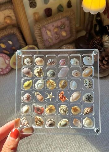 Acrylic Magnetic Seashell Display Box, Seashell Storage Box Display Case Decorative Seashell Starfish Trinket, Seashell Storage Box(36 Grids) in Kuwait