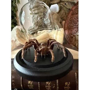 Preserved Tarantula "perched pose" in glass Dome - Real spider - Oddities - Gothic - Science Specimen - Art Specimen. in Saudi Arabia