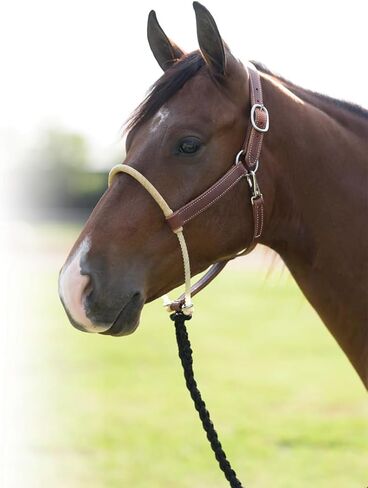 HANTH RANCH RANCH'S RANCH's Professional مع Rawhide ملفوفة الأنف in Saudi Arabia