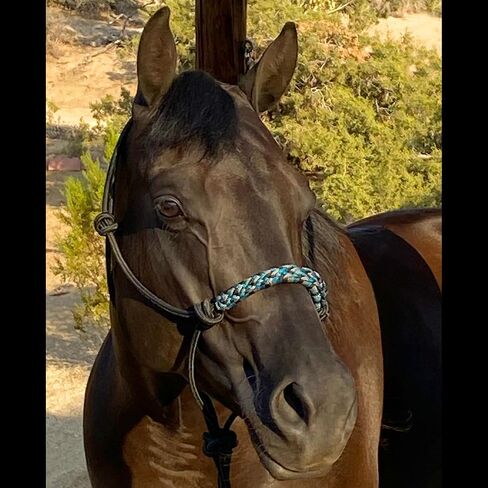 Kensington Clinician Rope Halter - Horse Halter with Tri-Colored Braided Noseband and Snug Fit in Kuwait
