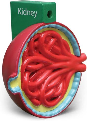 GPI Anatomicals - 4-Piece Colon Model, Replica of a Colon with Pathologies for Human Anatomy and Physiology Education, Anatomy Model for Doctor's Offices and Classrooms, Medical Learning Resources in Kuwait