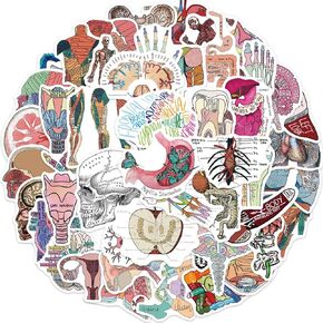 JSYAVG Cartoon Human Body Organ Stickers, 50Pcs Waterproof Anatomy Decals for Kids, Students, Water Bottle, Laptop, Phone, Sun Protection, Organ Anatomy