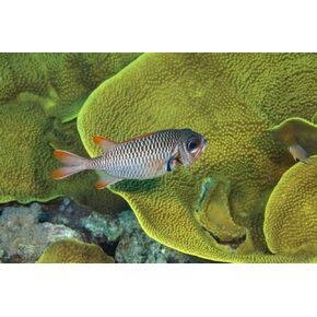 Posterazzi PSTDFL401145ULARGE Artwork, Large, Multi