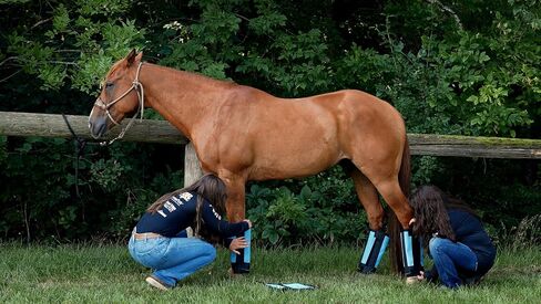 Warrior Fly Boots for Horses - Breathable Mesh Horse Boots for Fly Protection & Leg Comfort - Set of 4 (Goliath Warrior, Neon Pink) in Saudi Arabia