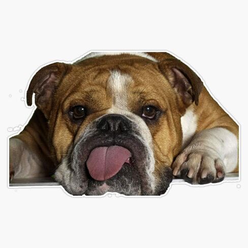 Bulldog Flushed Vinyl Waterproof Sticker Decal Car Laptop Wall Window Bumper Sticker 5" in Saudi Arabia