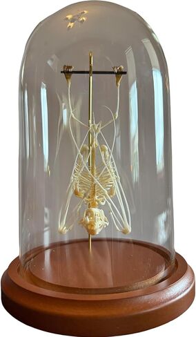 Hanging Bat Skeleton in a Glass Dome - Taxidermy - Occult - Specimen - Witchcraft - Specimen for Study - Oddities in Saudi Arabia
