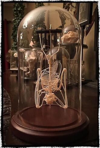 Hanging Bat Skeleton in a Glass Dome - Taxidermy - Occult - Specimen - Witchcraft - Specimen for Study - Oddities in Saudi Arabia