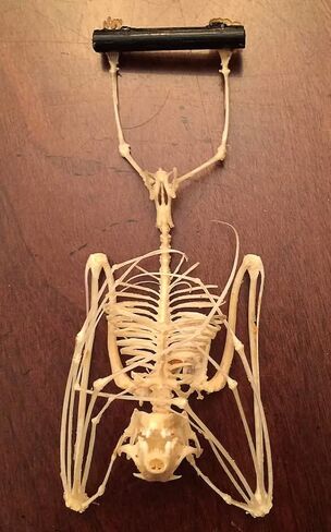 Hanging Bat Skeleton in a Glass Dome - Taxidermy - Occult - Specimen - Witchcraft - Specimen for Study - Oddities in Saudi Arabia
