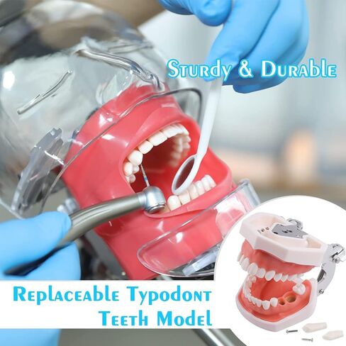 Manikin Simulator Dental Phantom Head w/typodont نموذج أسنان ثابت على الكرسي 1: 1 محاكمة عالية 360 درجة قابلة للتعديل لمدارس طب الأسنان التدريبية التدريبية التدريبية العملية in Kuwait