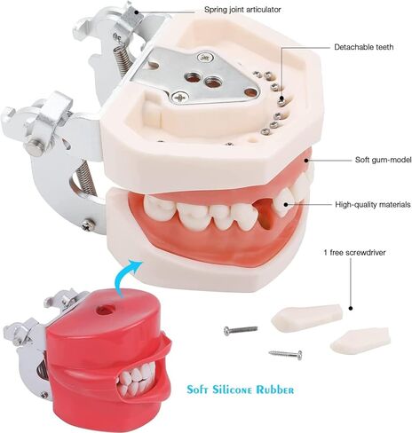 Manikin Simulator Dental Phantom Head w/typodont نموذج أسنان ثابت على الكرسي 1: 1 محاكمة عالية 360 درجة قابلة للتعديل لمدارس طب الأسنان التدريبية التدريبية التدريبية العملية in Kuwait