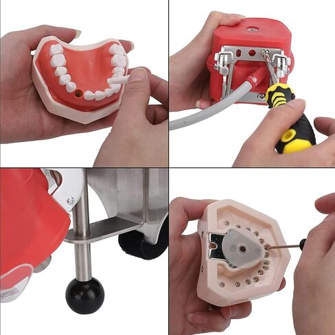 Manikin Simulator Dental Phantom Head w/typodont نموذج أسنان ثابت على الكرسي 1: 1 محاكمة عالية 360 درجة قابلة للتعديل لمدارس طب الأسنان التدريبية التدريبية التدريبية العملية in Kuwait
