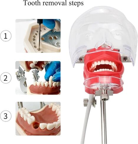 Manikin Simulator Dental Phantom Head w/typodont نموذج أسنان ثابت على الكرسي 1: 1 محاكمة عالية 360 درجة قابلة للتعديل لمدارس طب الأسنان التدريبية التدريبية التدريبية العملية in Kuwait